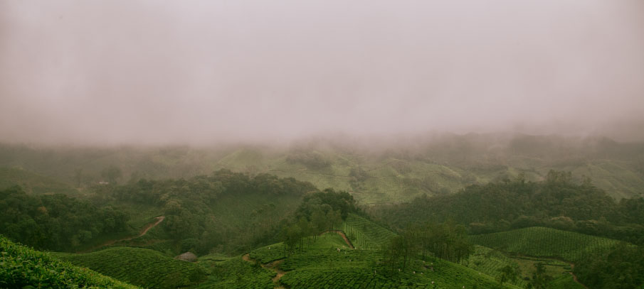 Lush tea fields on cloudy mountainside
