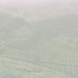 Tea fields